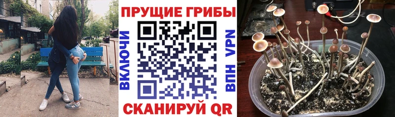 Псилоцибиновые грибы мицелий  Купить где  Богучар 